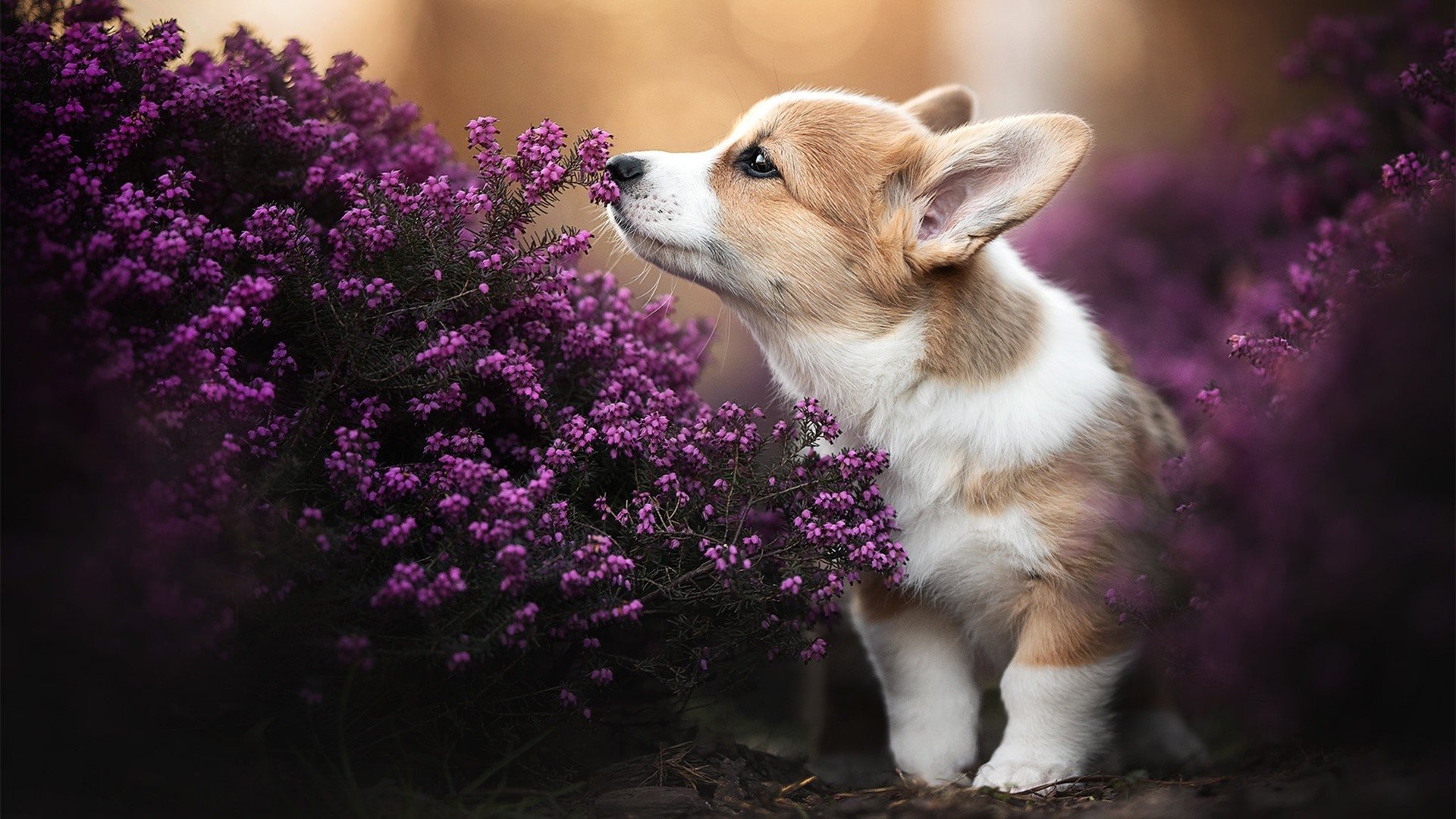 武切维奇狂暴输出！骑士单节轰出42分狂潮，彻底撕碎鹈鹕防线